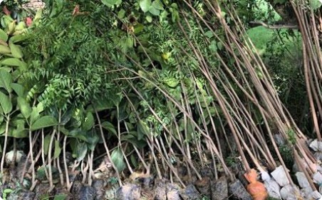 Welcome to Forest Department