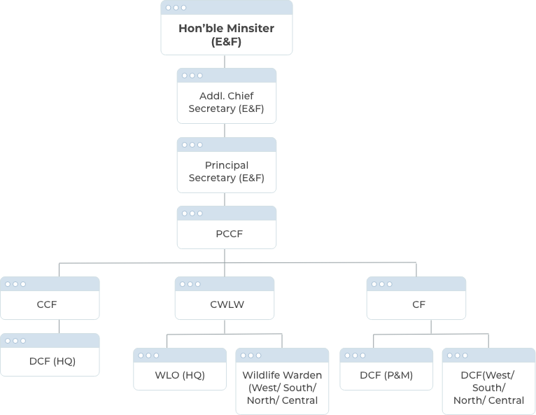Forest Organization Chart